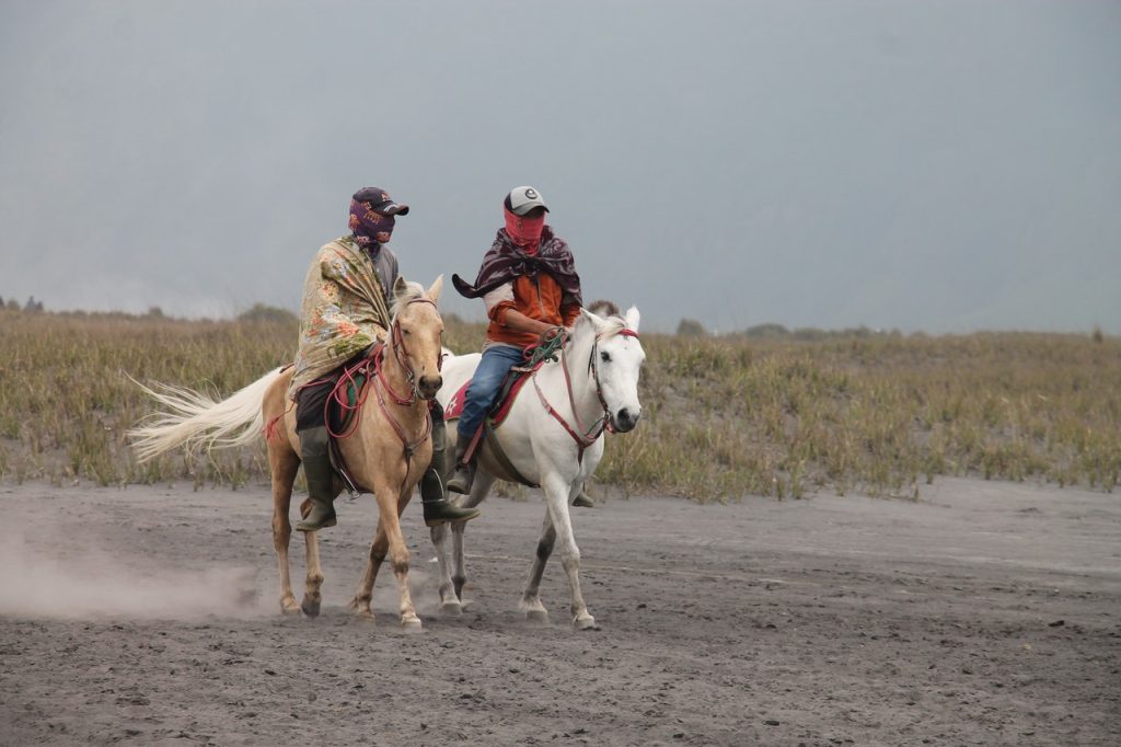 Horse Blankets