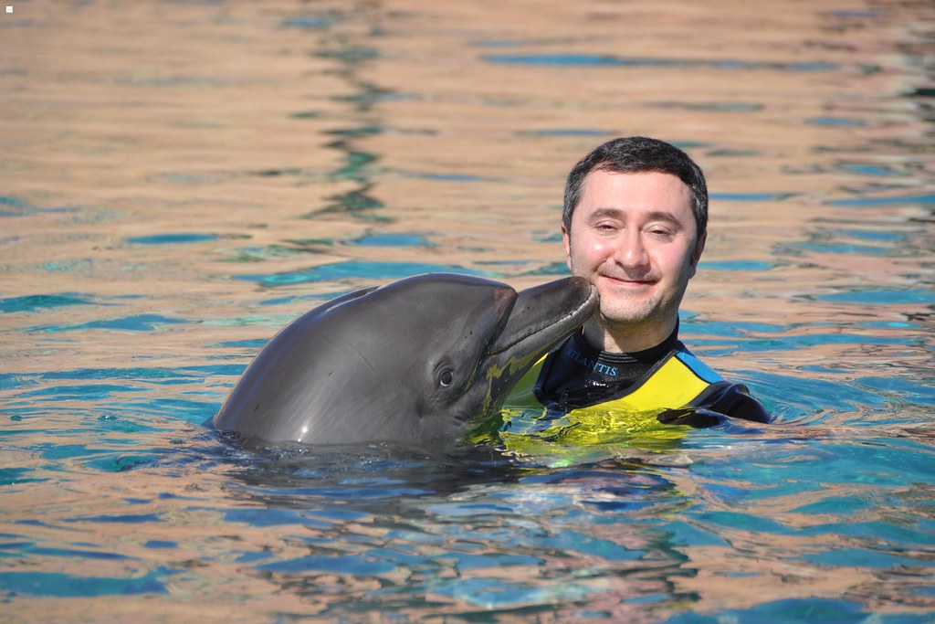 Swim with the Dolphins